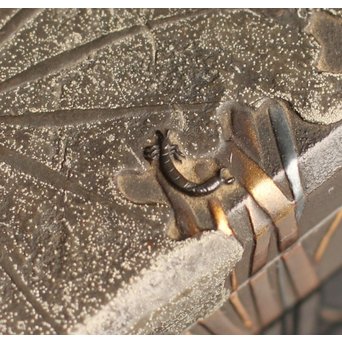 是真風蒔絵と多素材象嵌の硯箱　S1520 