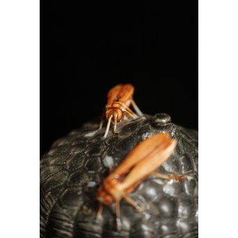 12代酒井田柿右衛門銘　蜂の巣香合　K138 