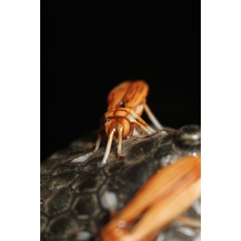 12代酒井田柿右衛門銘　蜂の巣香合　K138 