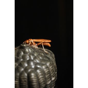 12代酒井田柿右衛門銘　蜂の巣香合　K138 