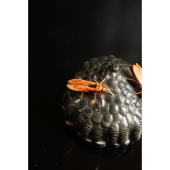 12代酒井田柿右衛門銘　蜂の巣香合　K138 