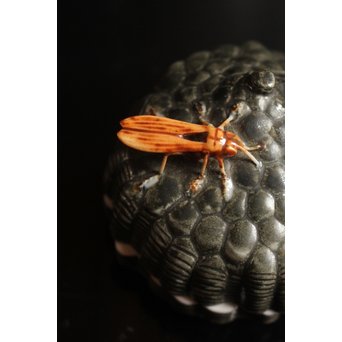 12代酒井田柿右衛門銘　蜂の巣香合　K138 