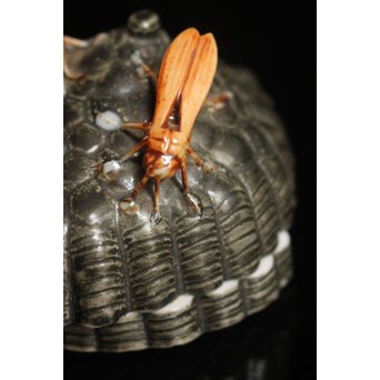 12代酒井田柿右衛門銘　蜂の巣香合　K138 