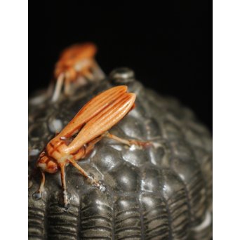 12代酒井田柿右衛門銘　蜂の巣香合　K138 