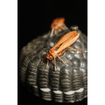 12代酒井田柿右衛門銘　蜂の巣香合　K138 