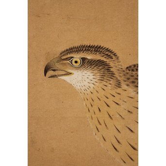 12の鷹　六曲一双屏風　K159 