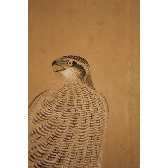 12の鷹　六曲一双屏風　K159 