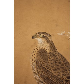 12の鷹　六曲一双屏風　K159 