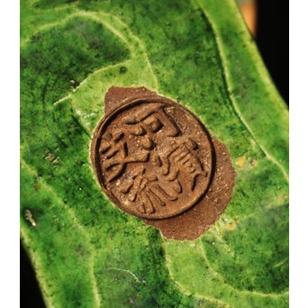 金印河濱支流　永楽造　亀交趾香合　K231 