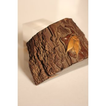 名木袖摺松蝉蒔絵香合　K258 