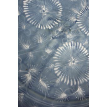 呉州瑠璃餅花手大皿　S2744 