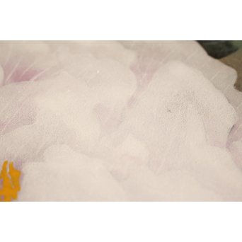 大矢十四彦　富貴花8号　S2884 