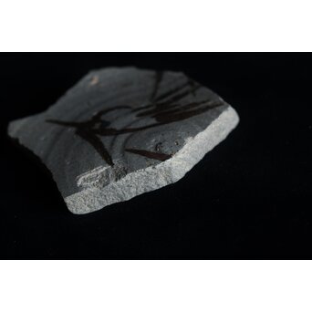 絵唐津 陶片　P072 