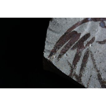 絵唐津 陶片　P072 