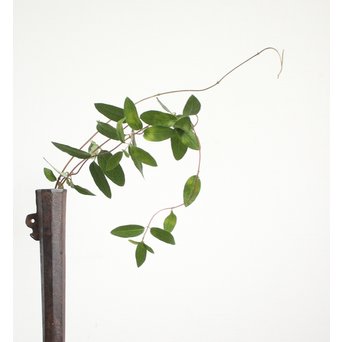 短筒/火縄銃口の掛花/花生/一輪挿　M120 