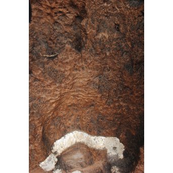 古木瘤木 篆刻看板　X118 