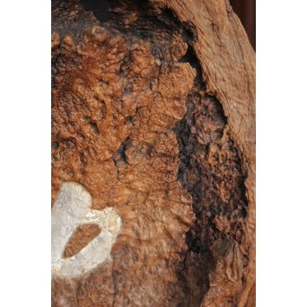 古木瘤木 篆刻看板　X118 