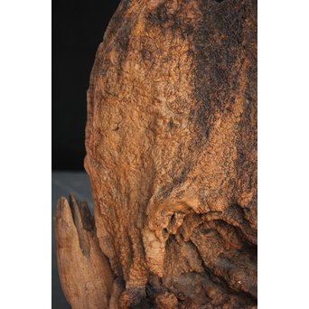 古木瘤木 篆刻看板　X118 