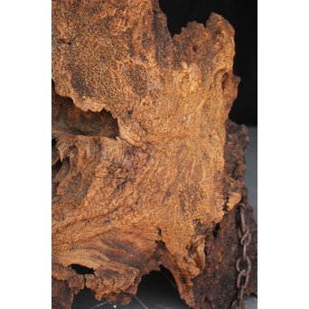 古木瘤木 篆刻看板　X118 