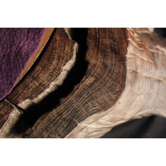 桑原木  自然木 刳貫火鉢　X119 