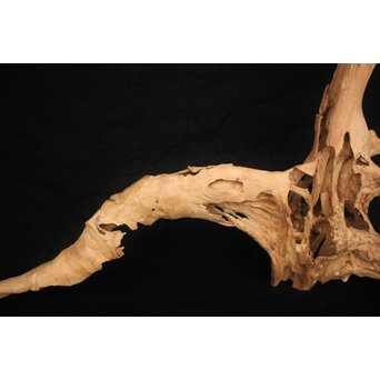 白檀自然木　X120 