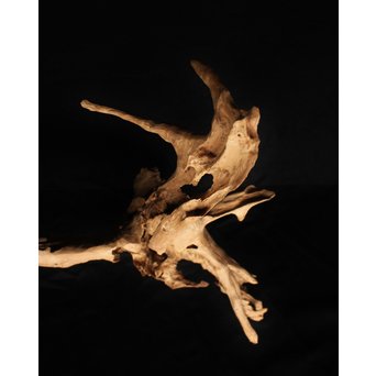 白檀自然木　X120 