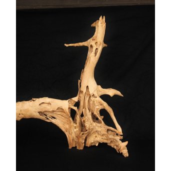 白檀自然木　X120 