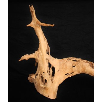 白檀自然木　X120 