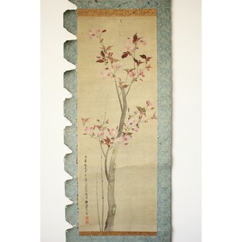 酔桜/醉櫻/醉翁 桜の画 掛軸　Z093 