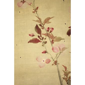 酔桜/醉櫻/醉翁 桜の画 掛軸　Z093 
