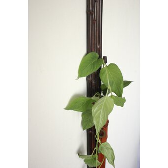 二代 田辺竹雲斎 紫竹垂撥(すいはつ) 短冊色紙扇子兼用　U078 