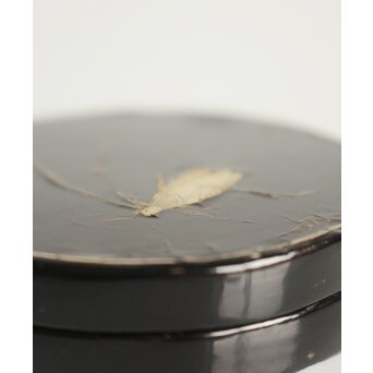 唐物 淡々斎極箱 青貝螺鈿鈴虫香合　Q058 