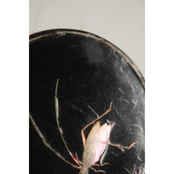 唐物 淡々斎極箱 青貝螺鈿鈴虫香合　Q058 