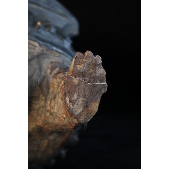 木彫 法衣を纏う狸　X171 