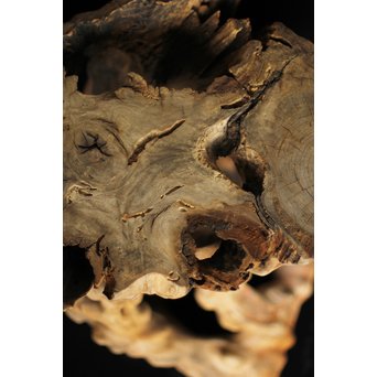 根木台 木彫自然木　X194 