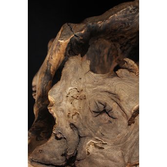 根木台 木彫自然木　X194 