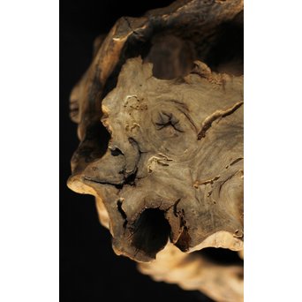 根木台 木彫自然木　X194 