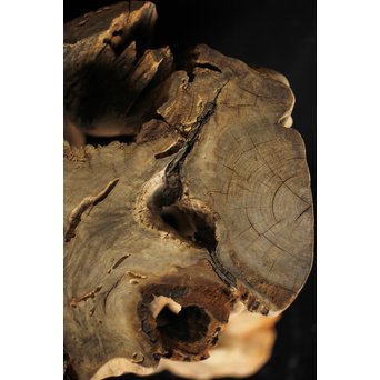 根木台 木彫自然木　X194 