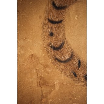 元溪/元渓【虎】紙本まくり　Z214 