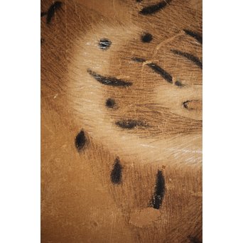 元溪/元渓【虎】紙本まくり　Z214 