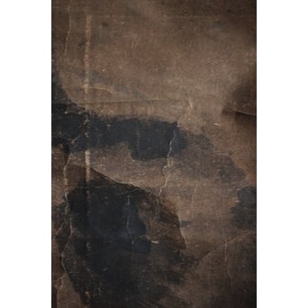 新田猫絵 紙本水墨 掛軸　Z215 