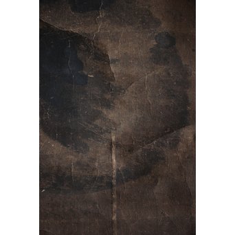 新田猫絵 紙本水墨 掛軸　Z215 