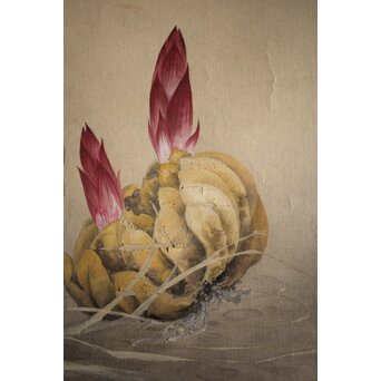 奥村藻山 百合図 絹本彩色掛軸　Z224 