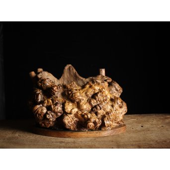 瘤木 自然木の瓶掛　X251 