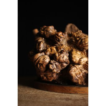 瘤木 自然木の瓶掛　X251 