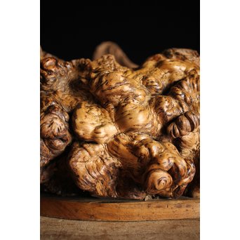 瘤木 自然木の瓶掛　X251 