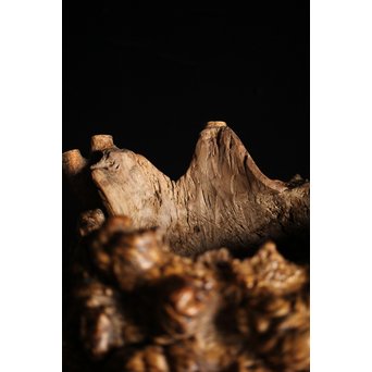 瘤木 自然木の瓶掛　X251 