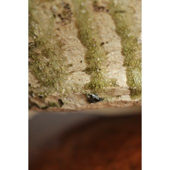 古常滑焼 鉢片口　P202 