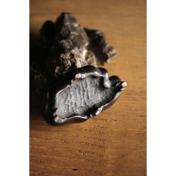 古谷石 盆石/水石/観賞石　U233 