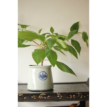 古伊万里 末広型水指/花瓶　P207 